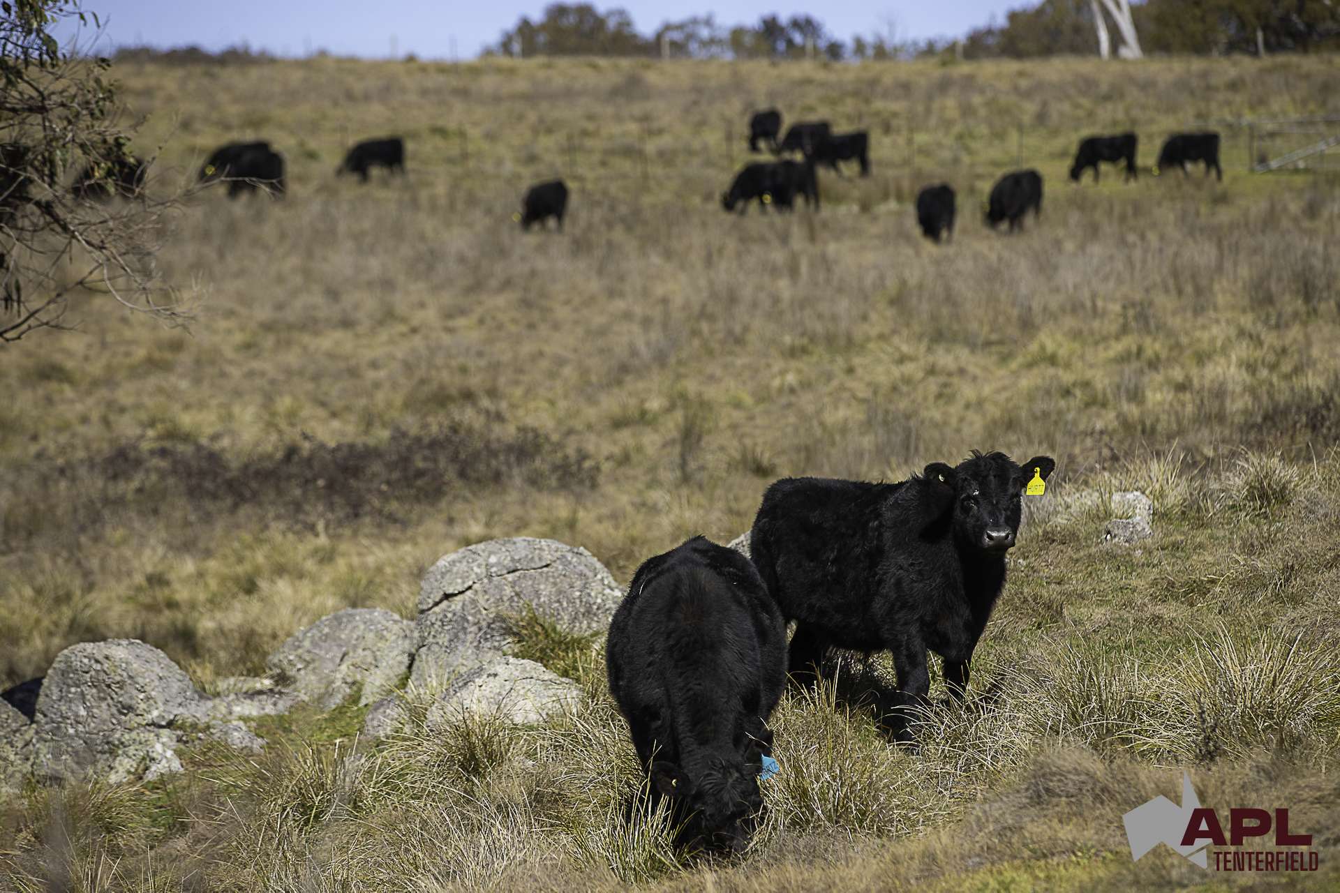 8654A New England Highway, Tenterfield For Sale by Farmbuy.com - image 1