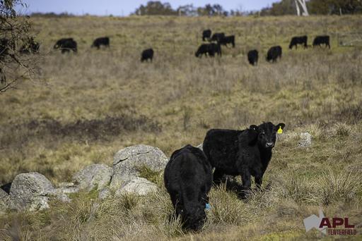 8654A New England Highway, Tenterfield NSW 2372