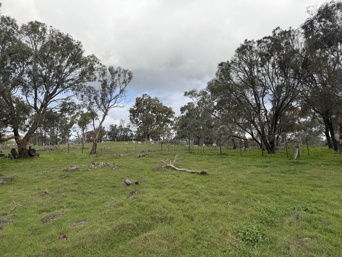 219 Sugar Loaf Hill Road, Mount McKenzie For Sale by Farmbuy.com - image 5