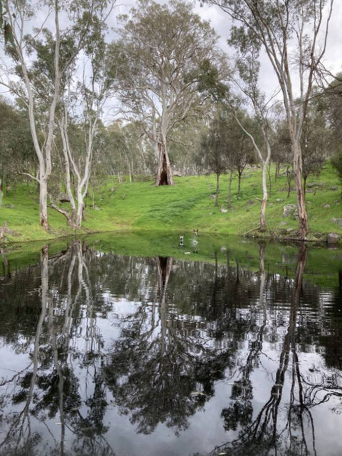 219 Sugar Loaf Hill Road, Mount McKenzie For Sale by Farmbuy.com - image 5