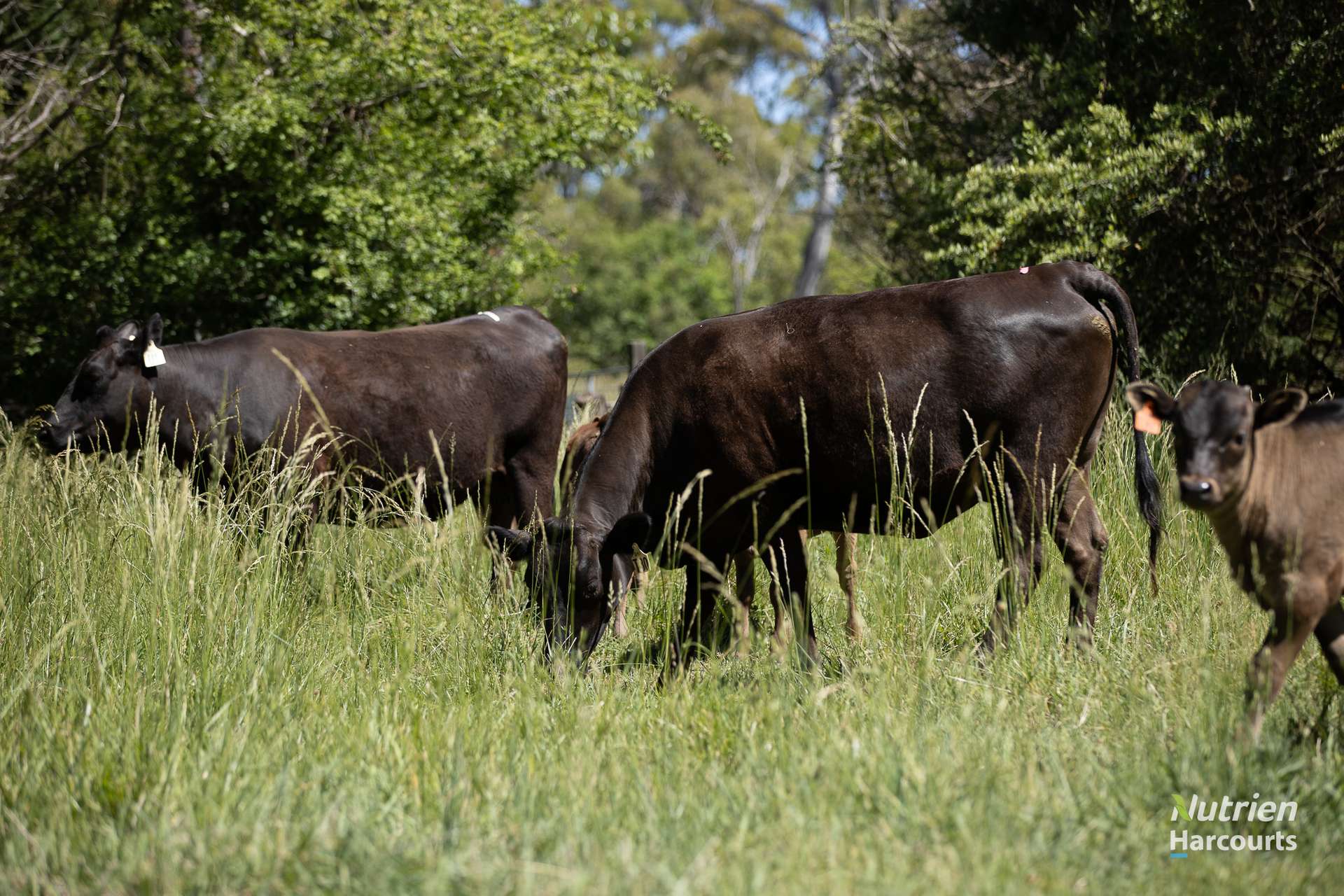 40 Roseneath Lane, Armidale For Sale by Farmbuy.com - image 27