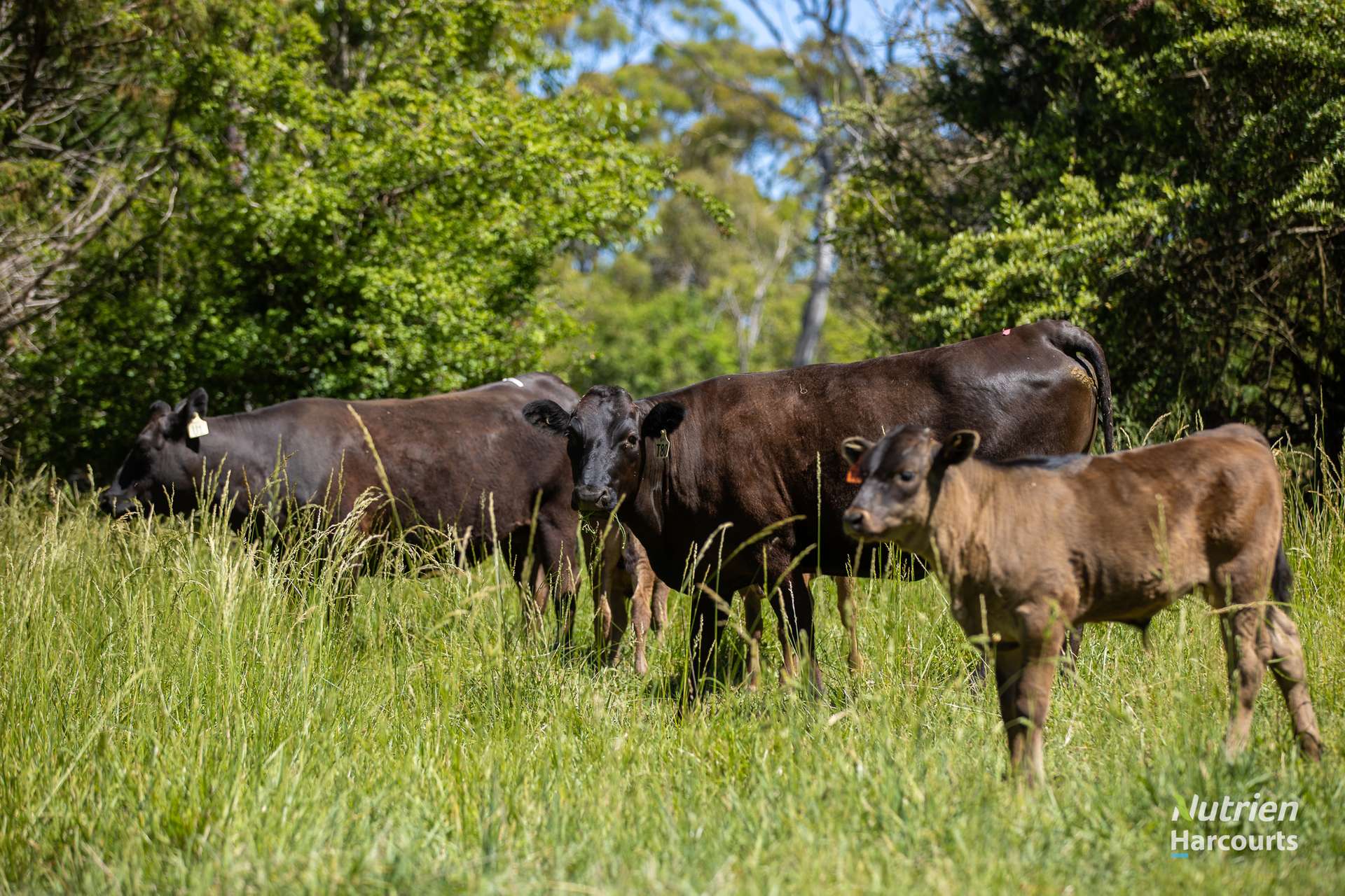 40 Roseneath Lane, Armidale For Sale by Farmbuy.com - image 8
