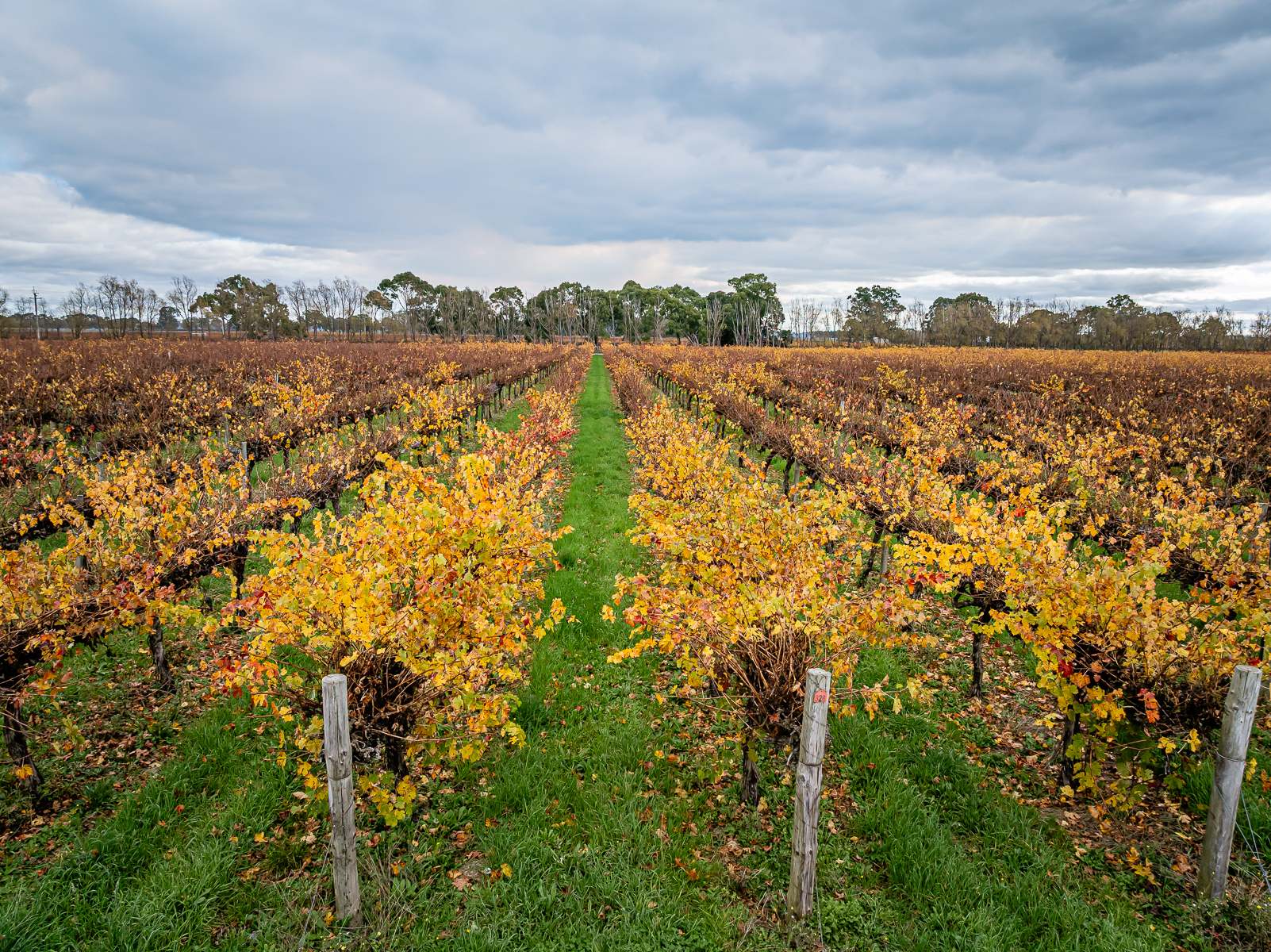 91 Maaoupe Road, Penola For Sale by Farmbuy.com - image 2