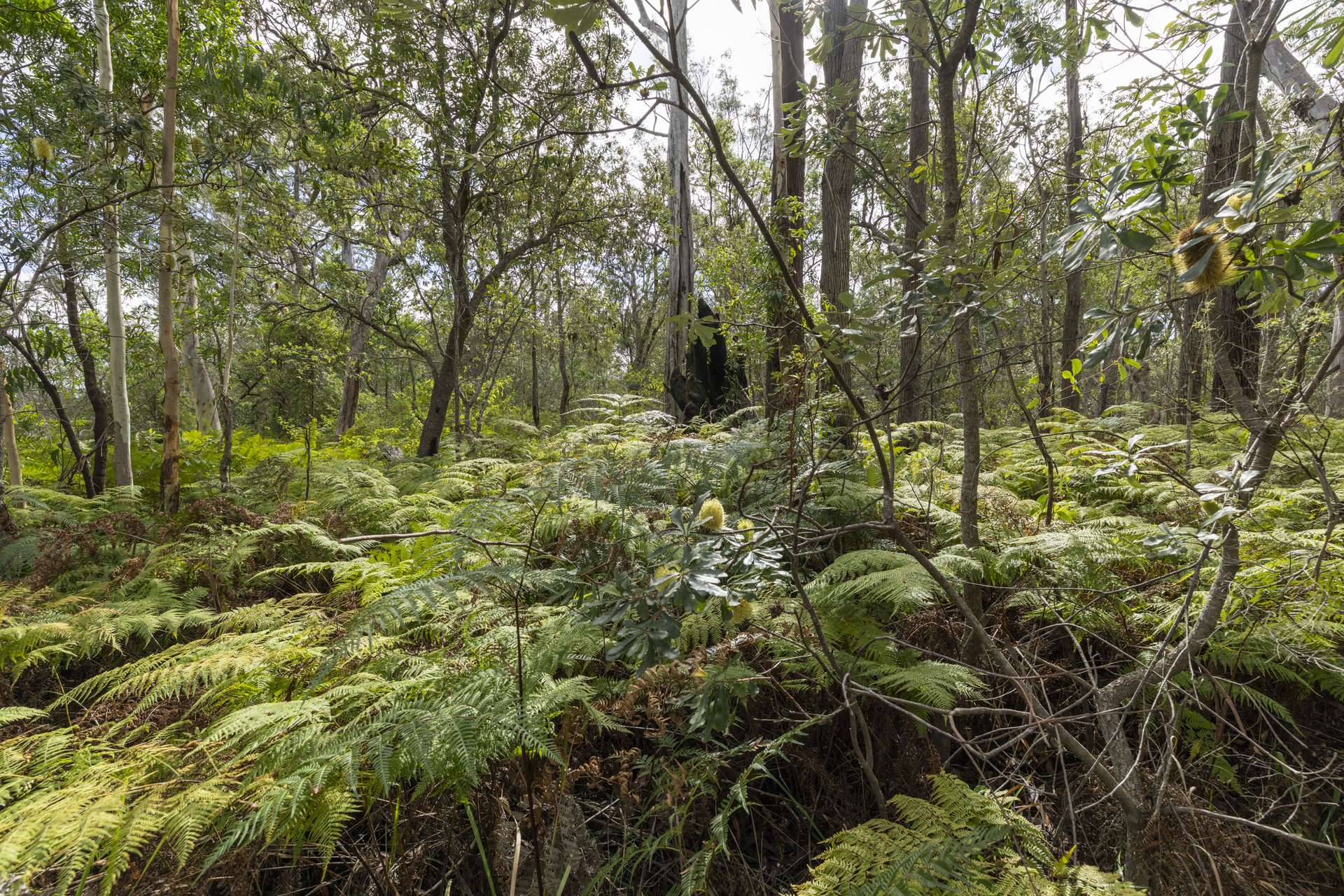 127 Firth Heinz Road, Pillar Valley For Sale by Farmbuy.com - image 7