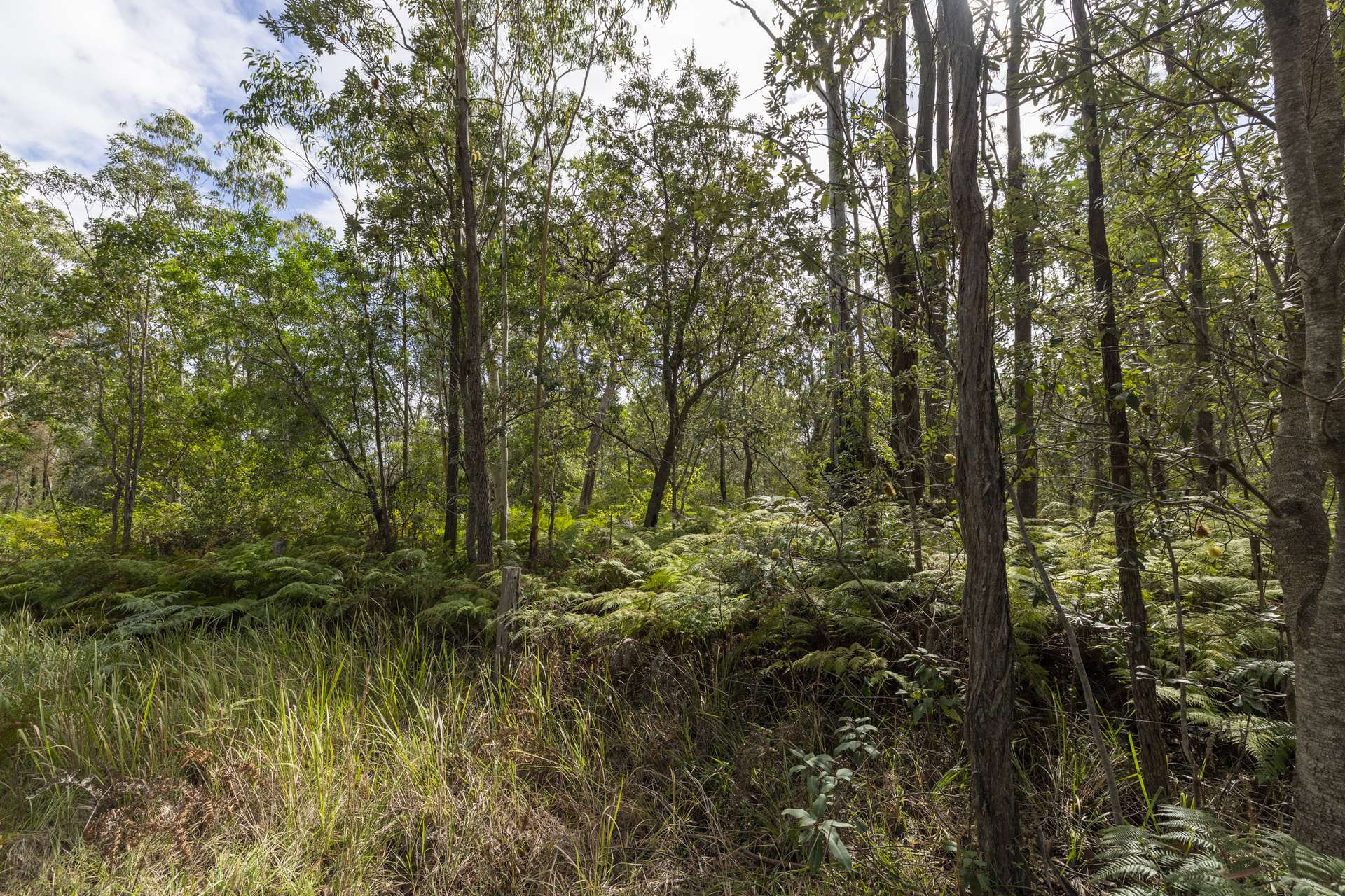 127 Firth Heinz Road, Pillar Valley For Sale by Farmbuy.com - image 9