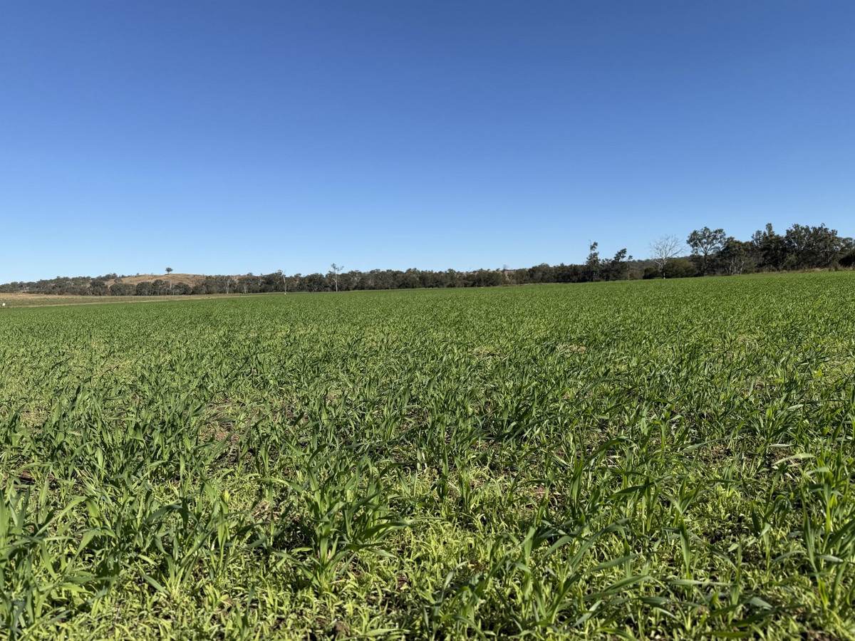 148 Voss Road, Monto For Sale by Farmbuy.com - image 26