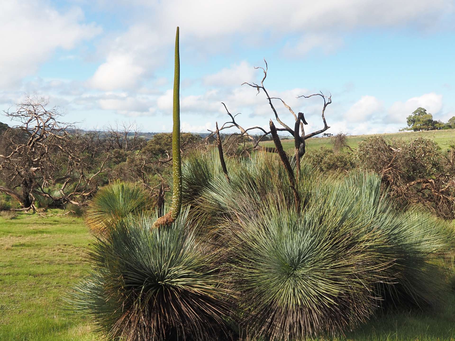 Lot 51 Bark Hut Road, Cassini For Sale by Farmbuy.com - image 6