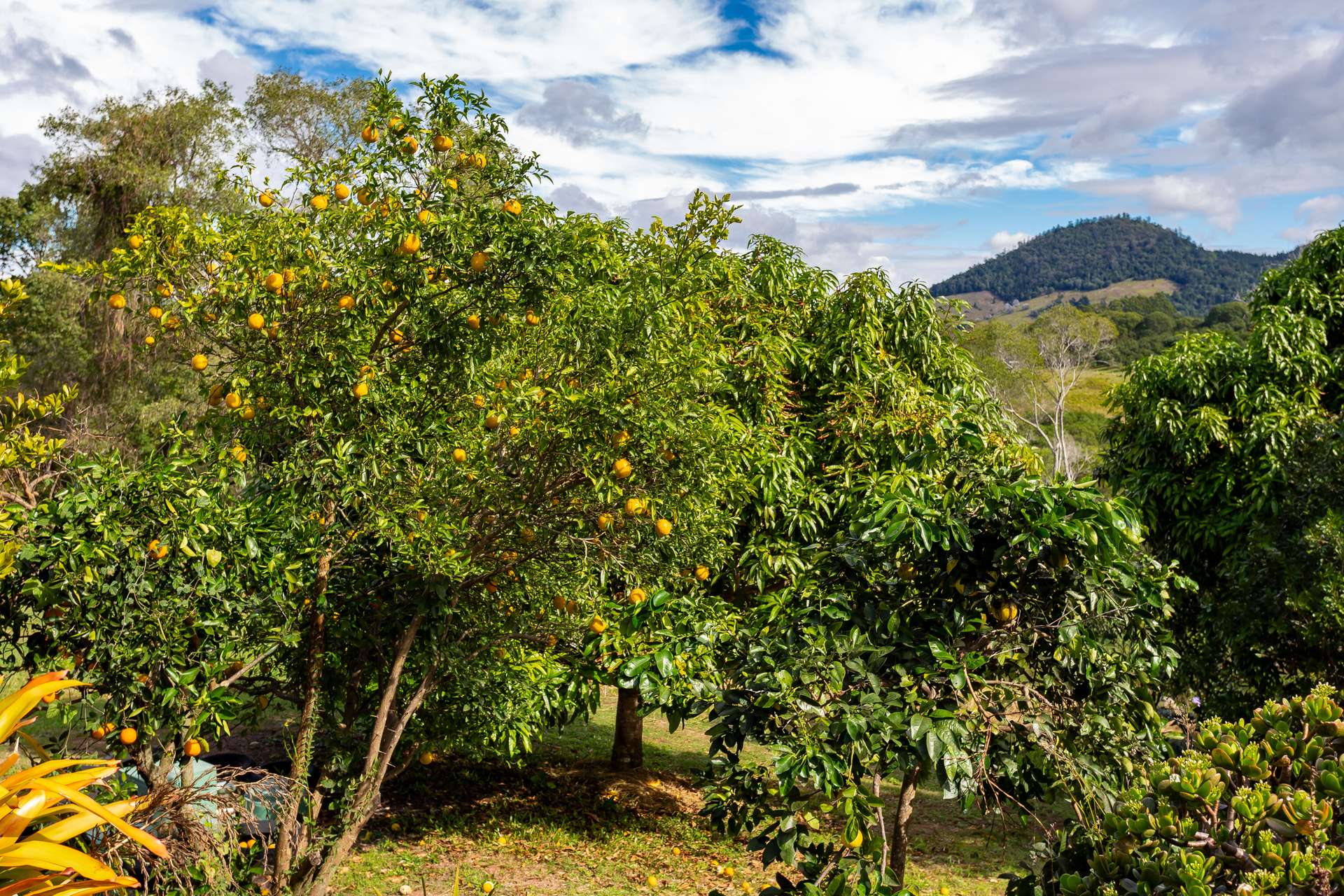 206 Amamoor Dagun Road, Amamoor For Sale by Farmbuy.com - image 27