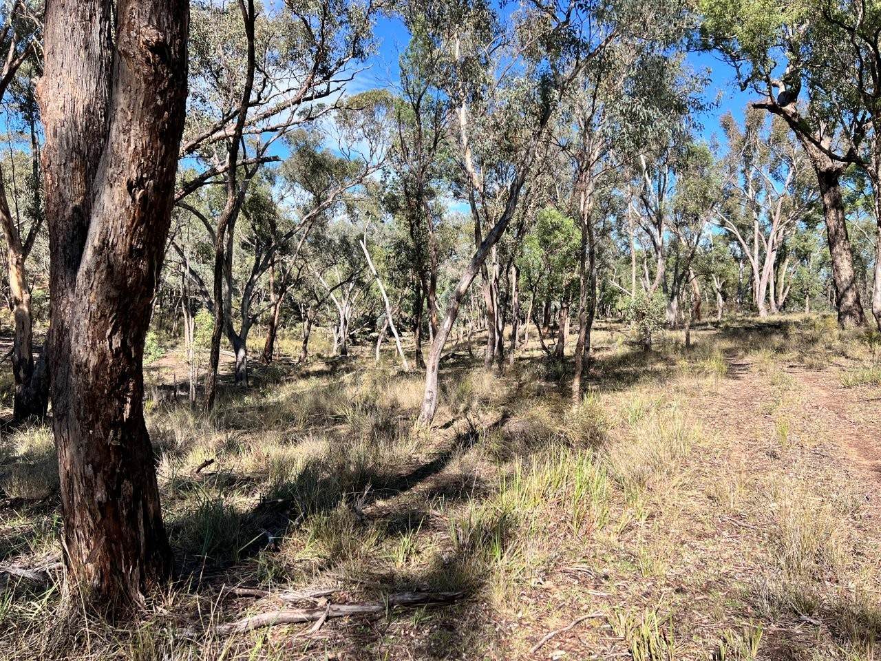 3775 Coonabarabran Road, Coonabarabran For Sale by Farmbuy.com - image 15