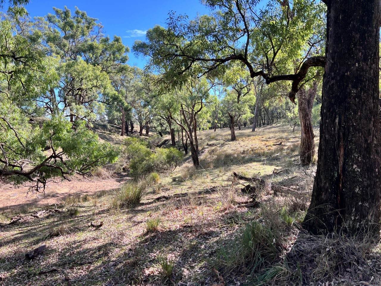 3775 Coonabarabran Road, Coonabarabran For Sale by Farmbuy.com - image 22