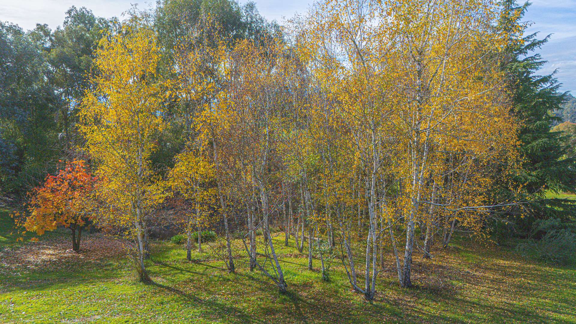 142 Buffalo Creek Road, Myrtleford For Sale by Farmbuy.com - image 6