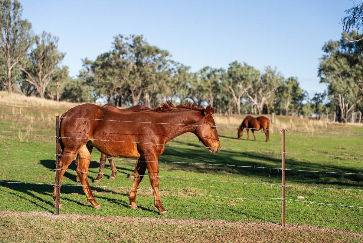 15687 New England Highway, Nevilton For Sale by Farmbuy.com - image 24