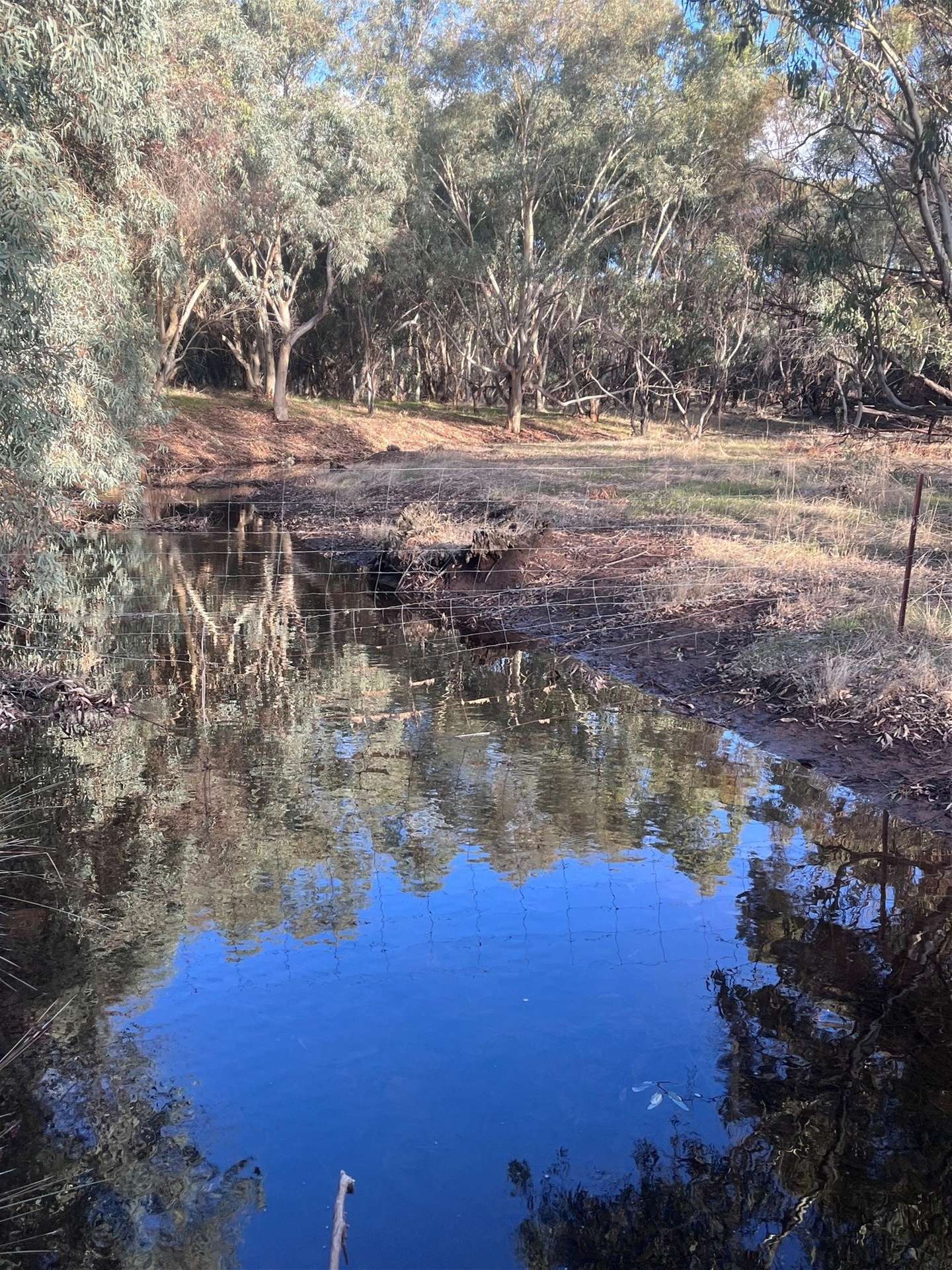 Lot 1 Wariin Road, Copley For Sale by Farmbuy.com - image 10