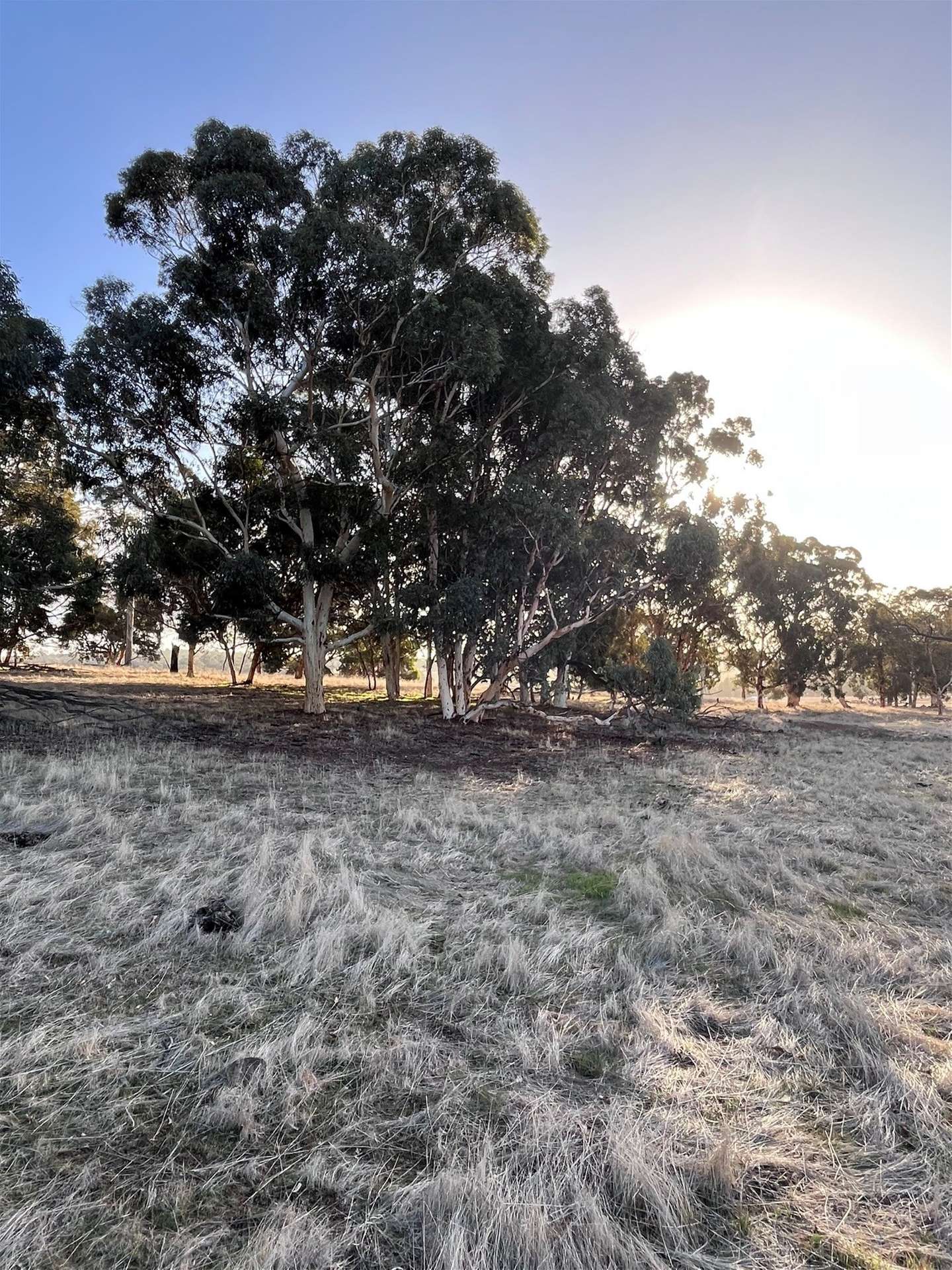 Lot 1 Wariin Road, Copley For Sale by Farmbuy.com - image 18