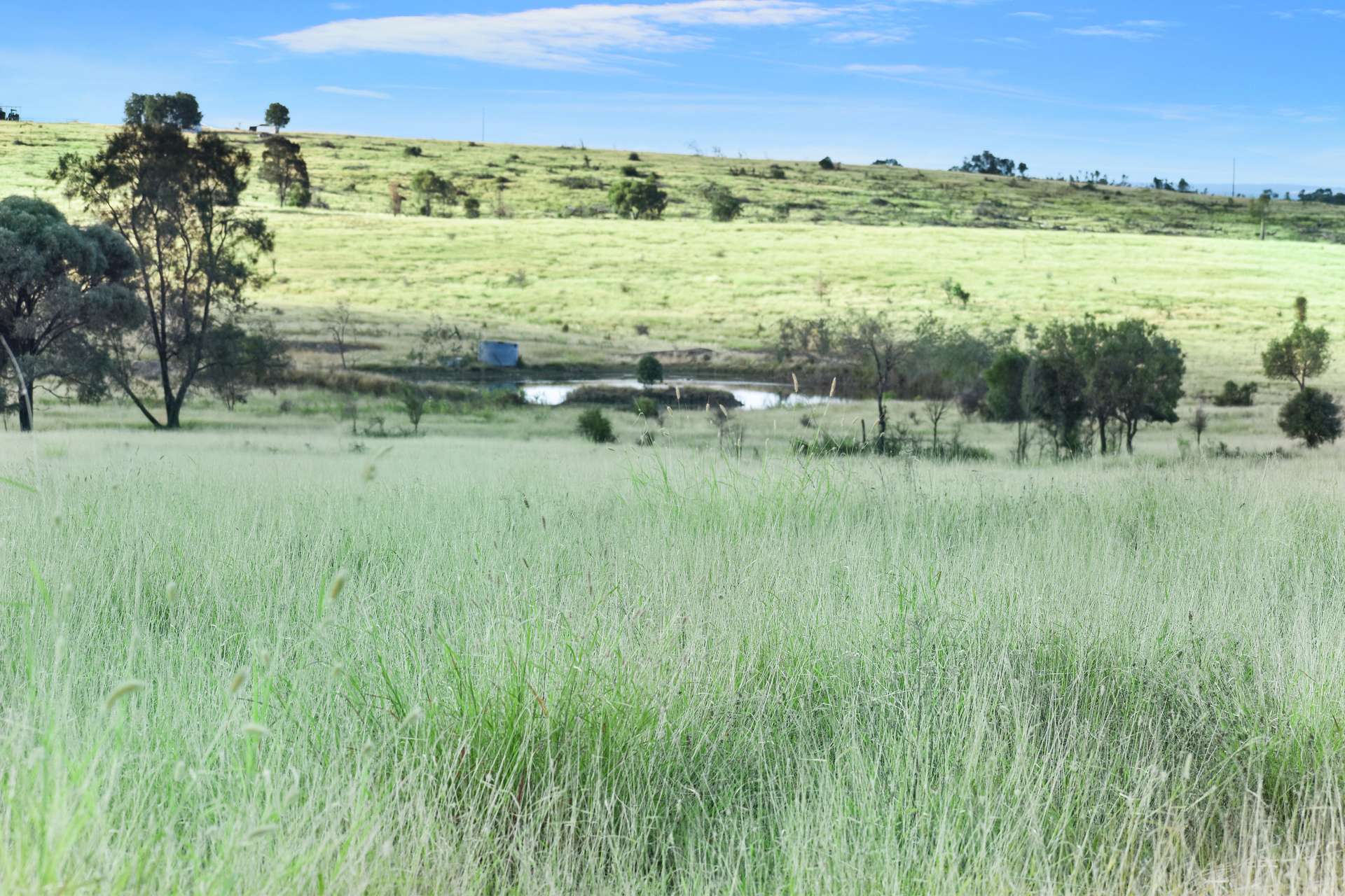 " Kooringa ", Roma Auction by Farmbuy.com - image 4