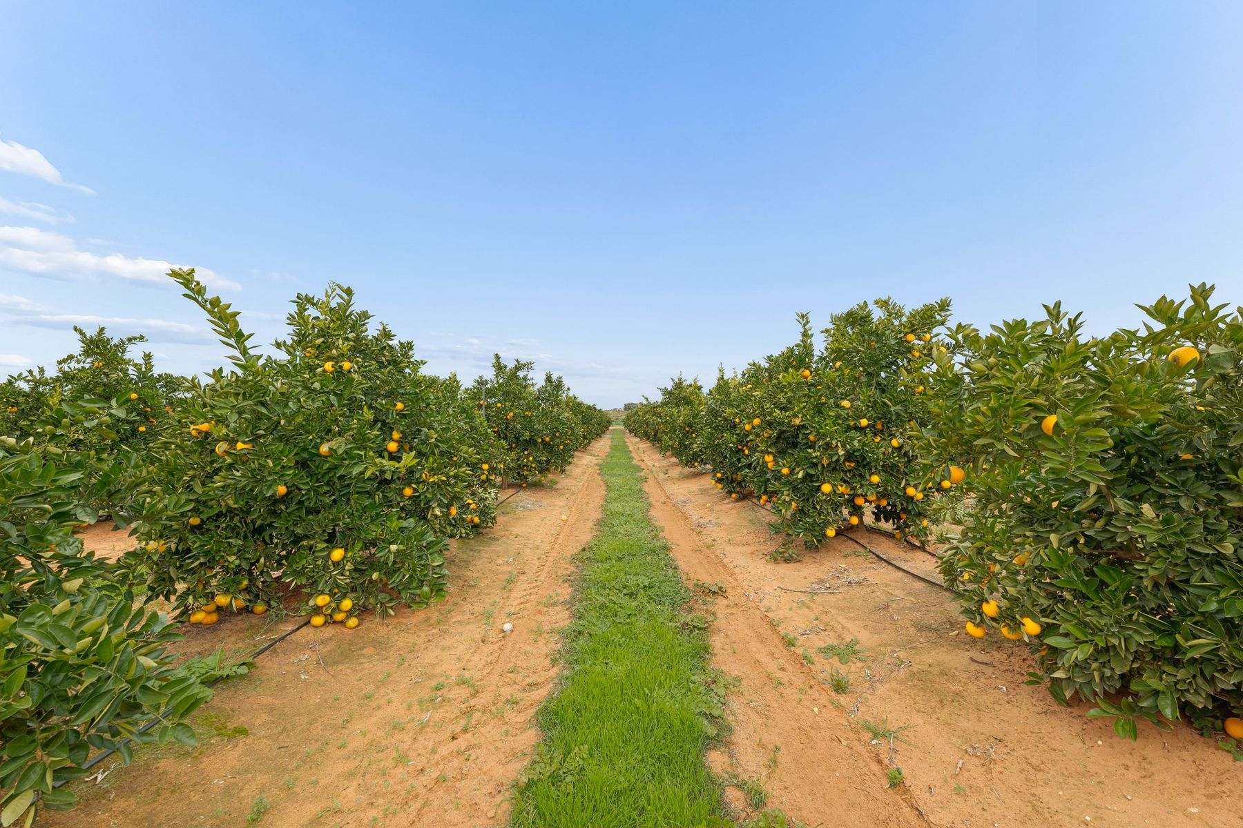 30 Merrijig Avenue, Red Cliffs For Sale by Farmbuy.com - image 25