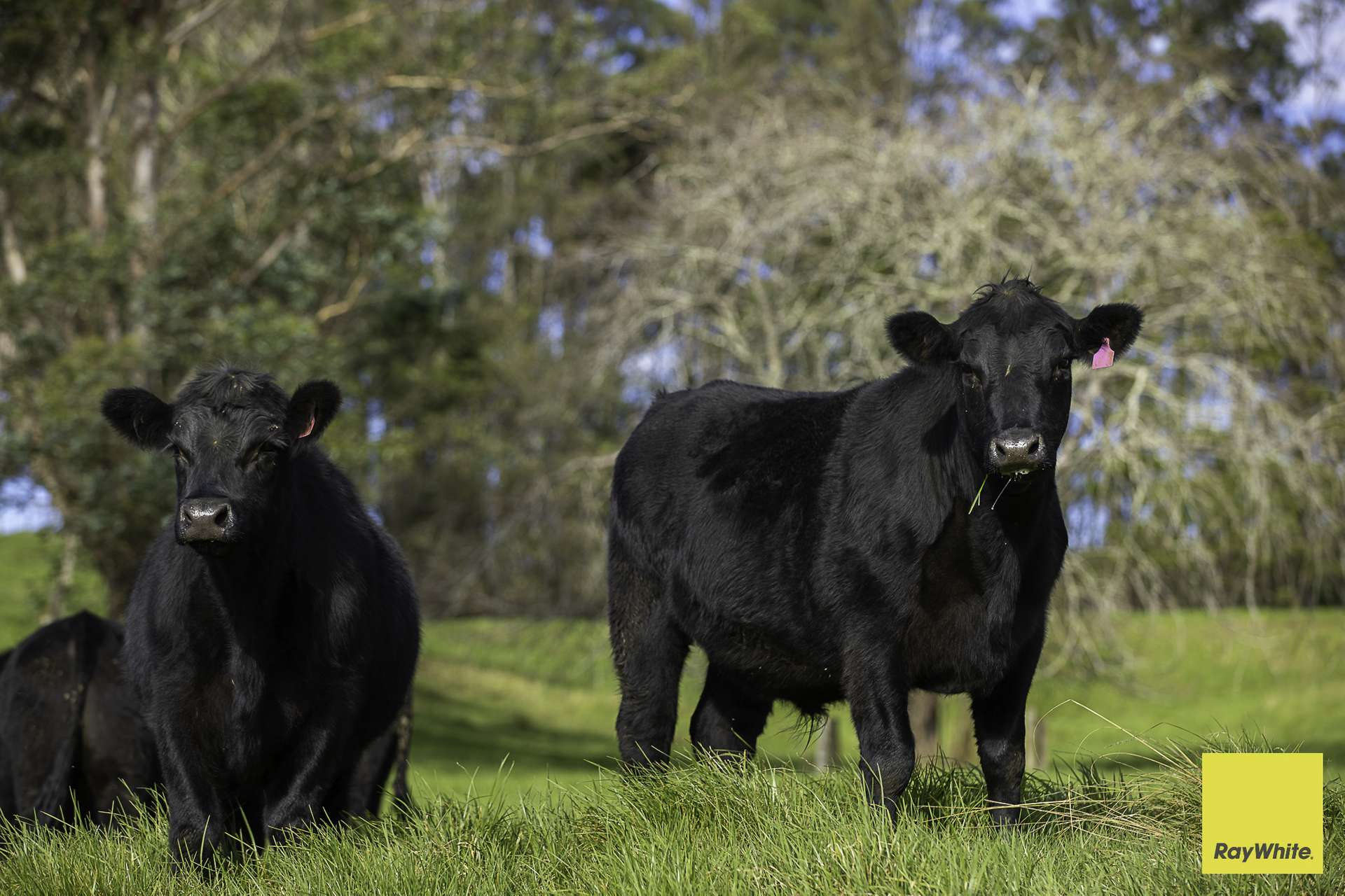 511 Whisky Creek Road, Dorrigo For Sale by Farmbuy.com - image 29
