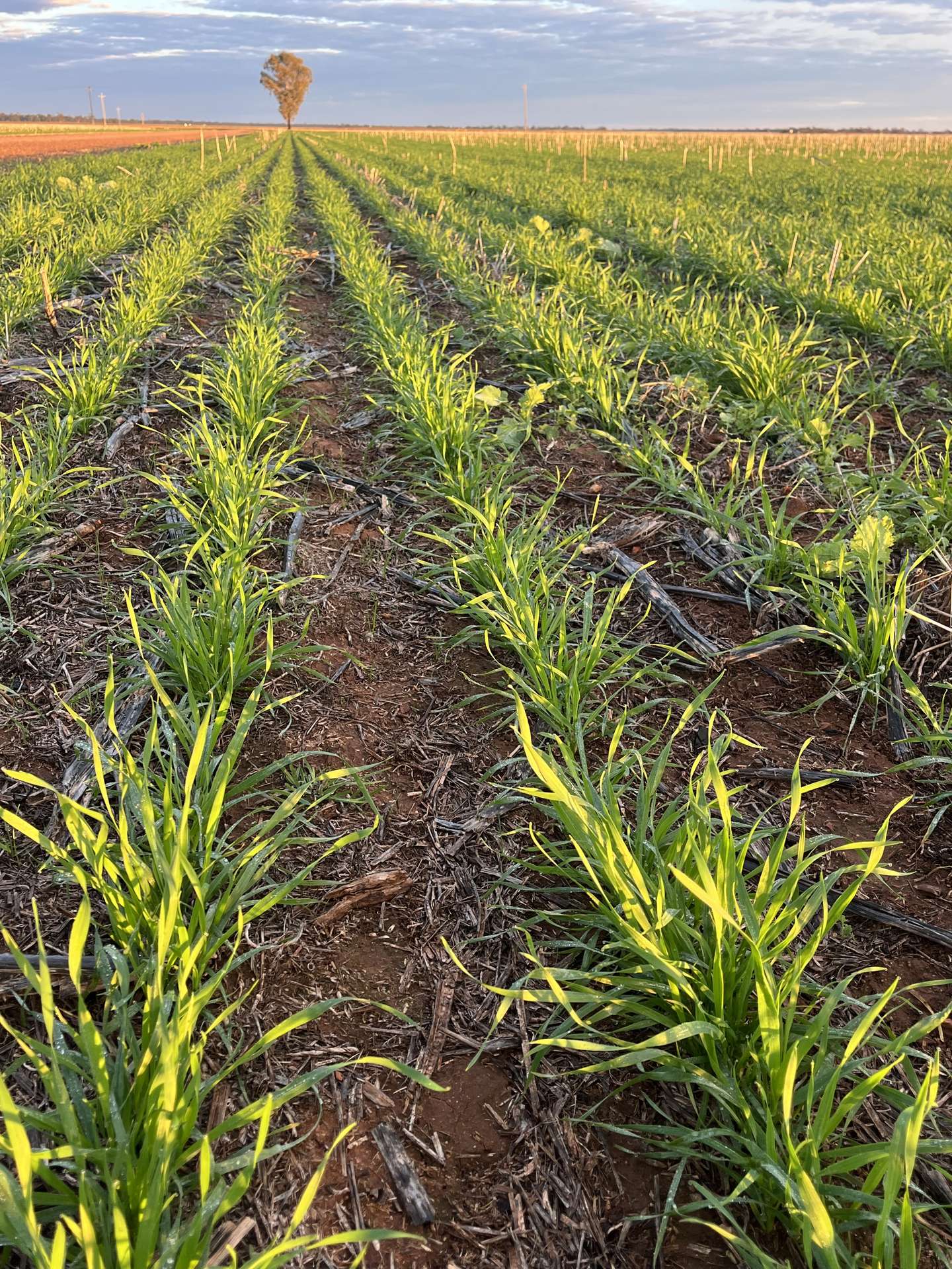 Narromine Tender by Farmbuy.com - image 24