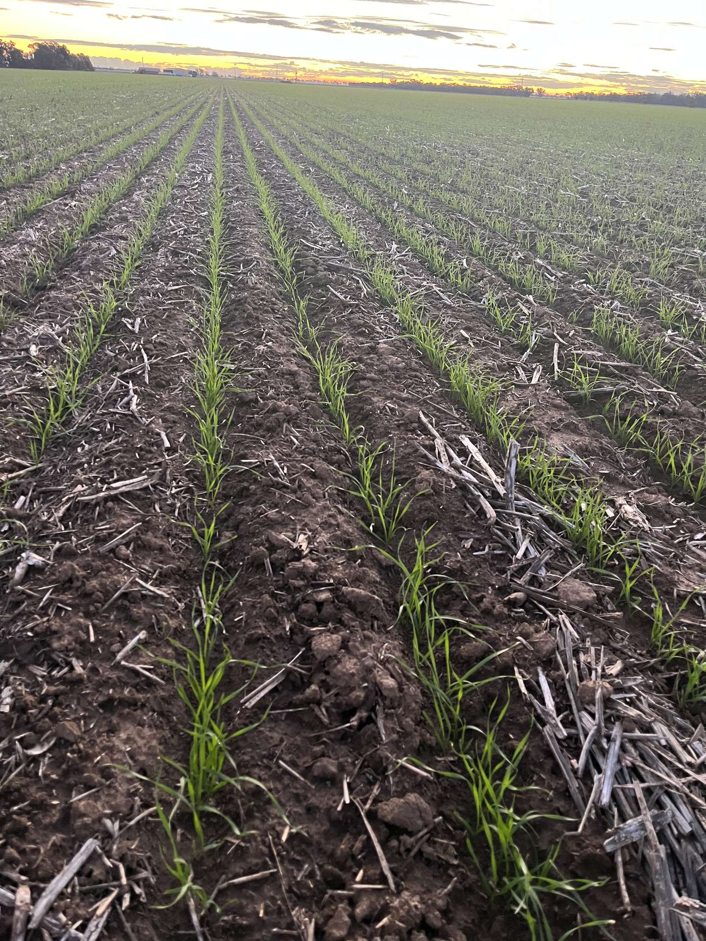 Narromine Tender by Farmbuy.com - image 22