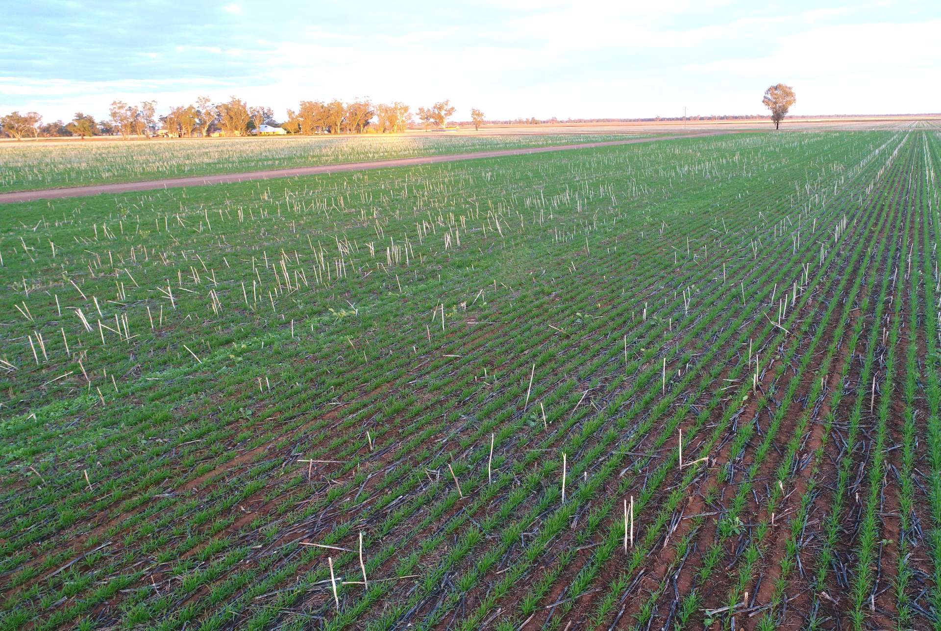 Narromine Tender by Farmbuy.com - image 21