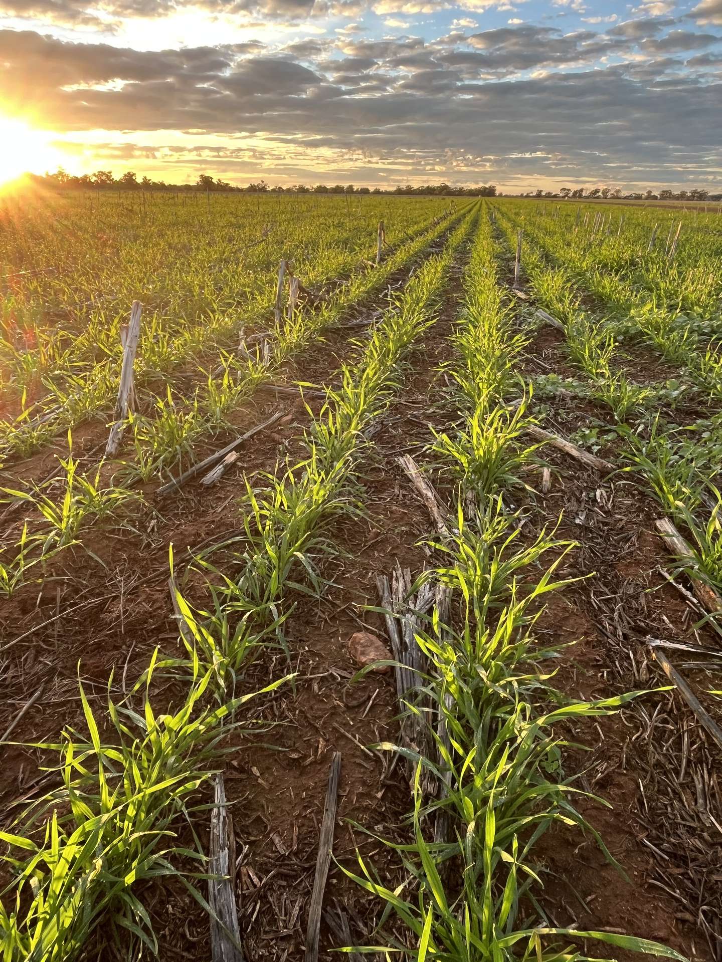 Narromine Tender by Farmbuy.com - image 23
