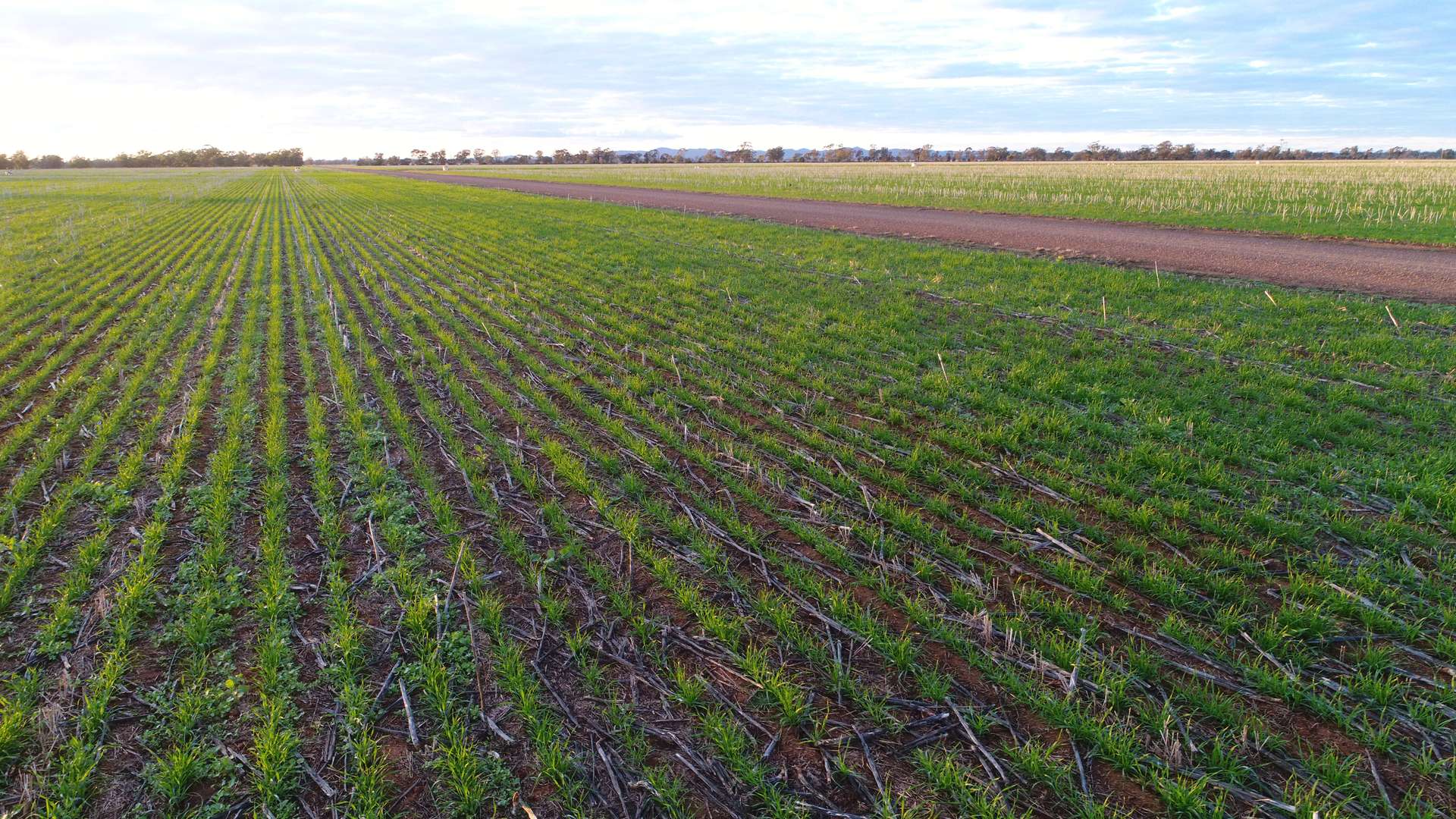 Narromine Tender by Farmbuy.com - image 22