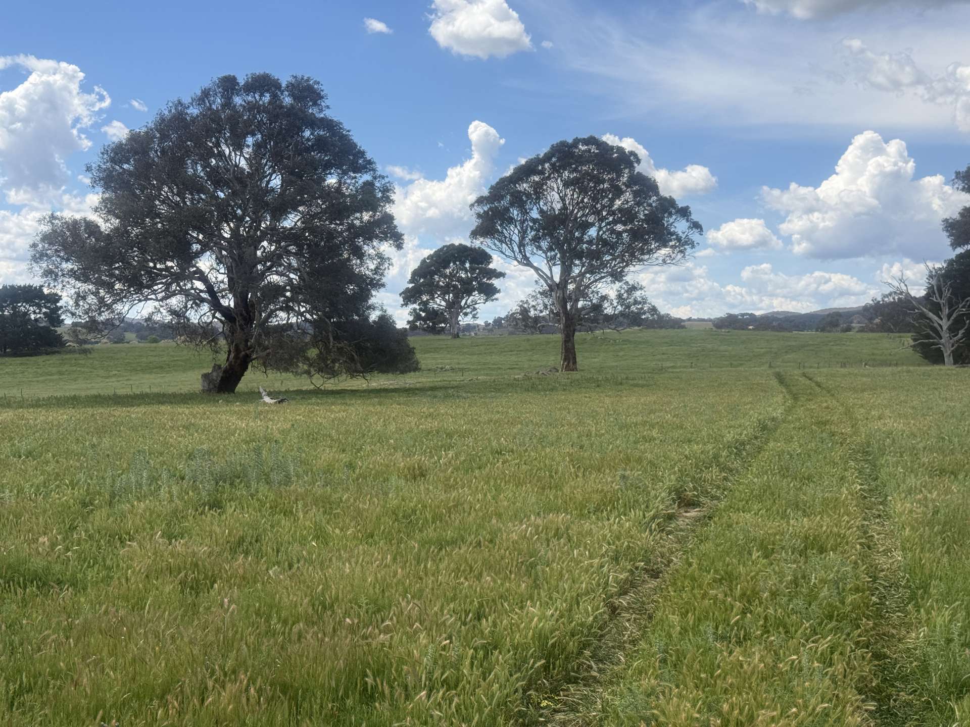 161 Yass Valley Way, Yass For Sale by Farmbuy.com - image 5