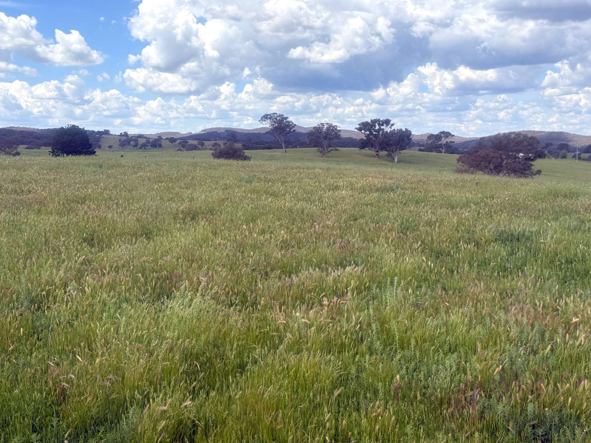 161 Yass Valley Way, Yass For Sale by Farmbuy.com - image 7