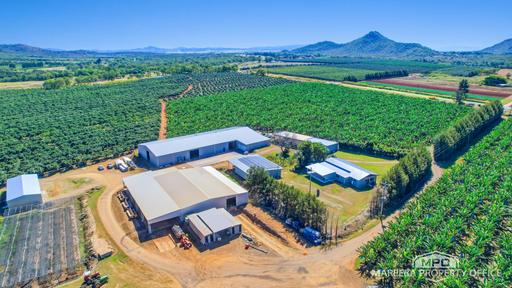 Farm For Sale - QLD - Walkamin - 4872 - TURNKEY HORTICULTURE FARM ON 272 ACRES WITH PACKING SHEDS 