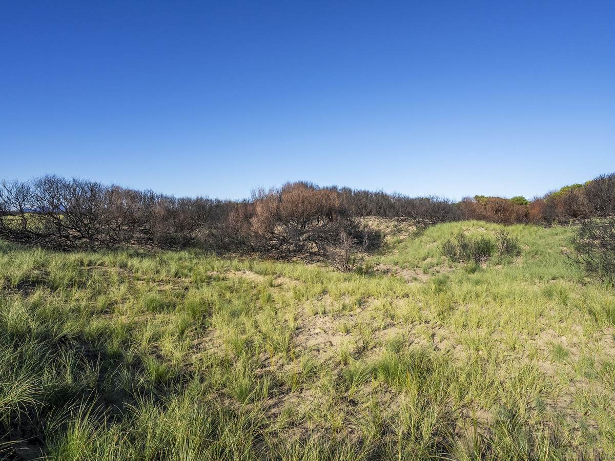 648 Dolphin Sands Road, Dolphin Sands For Sale by Farmbuy.com - image 9