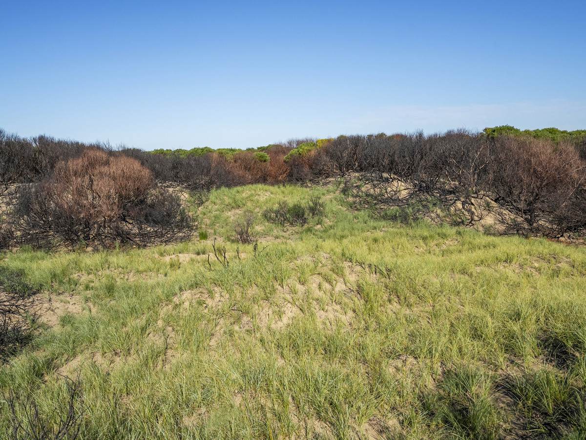 648 Dolphin Sands Road, Dolphin Sands For Sale by Farmbuy.com - image 8