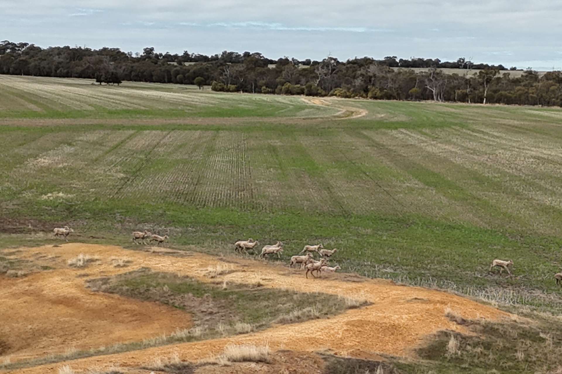 Lot 7138,  Robinson Road, Woodanilling For Sale by Farmbuy.com - image 5