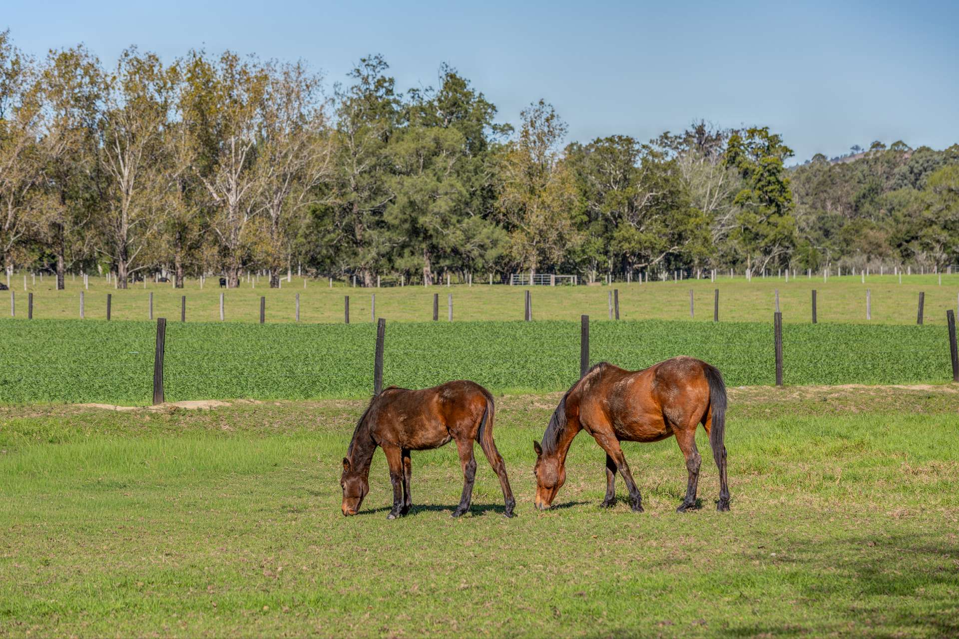 1301 Chichester Dam Road, Dungog For Sale by Farmbuy.com - image 29