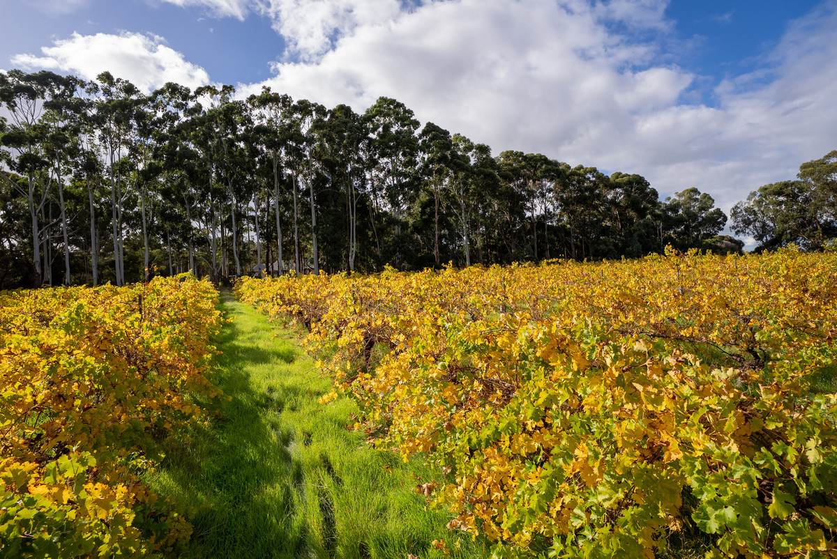 36 Mapstone Road, Margaret River For Sale by Farmbuy.com - image 3