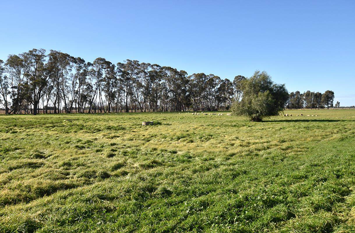 1226 Wilson Road, Tongala For Sale by Farmbuy.com - image 16