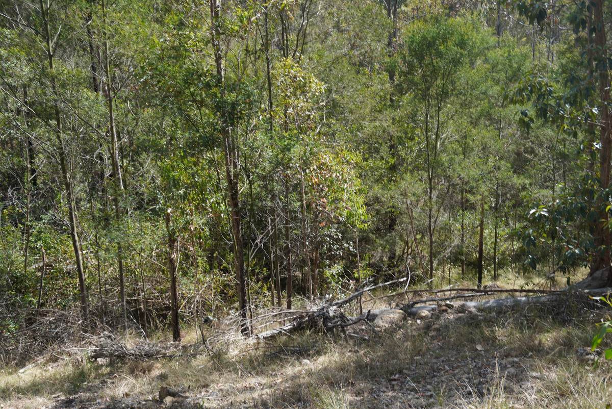 Lot 105 97 Long Gully Road, Drake For Sale by Farmbuy.com - image 20