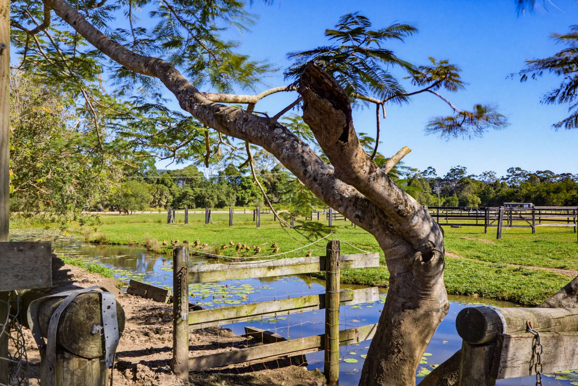 318 Toolborough Road, Yandina Creek For Sale by Farmbuy.com - image 29