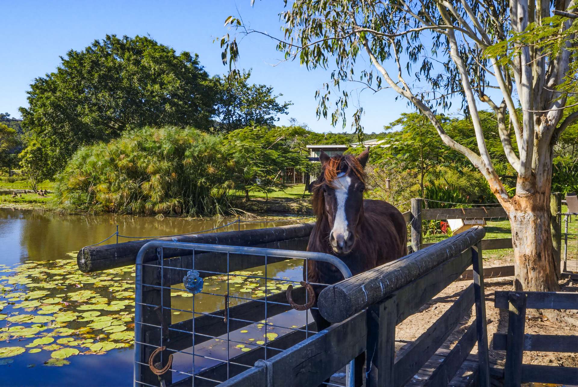 318 Toolborough Road, Yandina Creek For Sale by Farmbuy.com - image 24