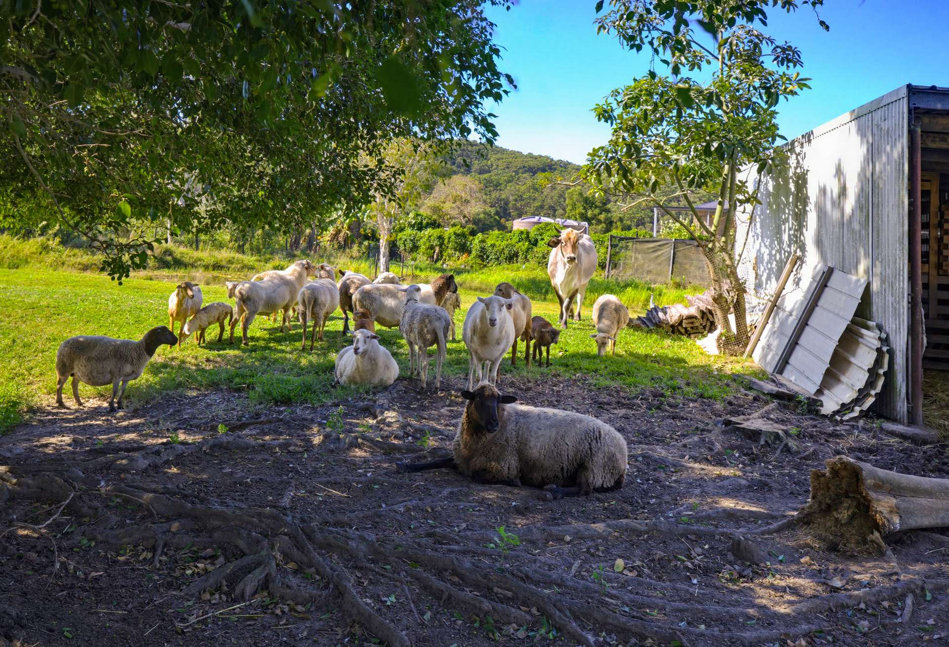 318 Toolborough Road, Yandina Creek For Sale by Farmbuy.com - image 27