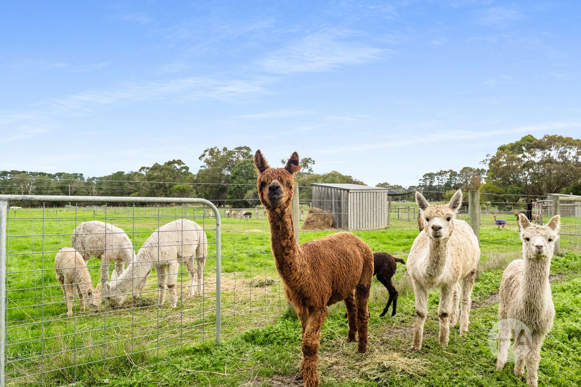 40 Boes Road, Tyabb For Sale by Farmbuy.com - image 14
