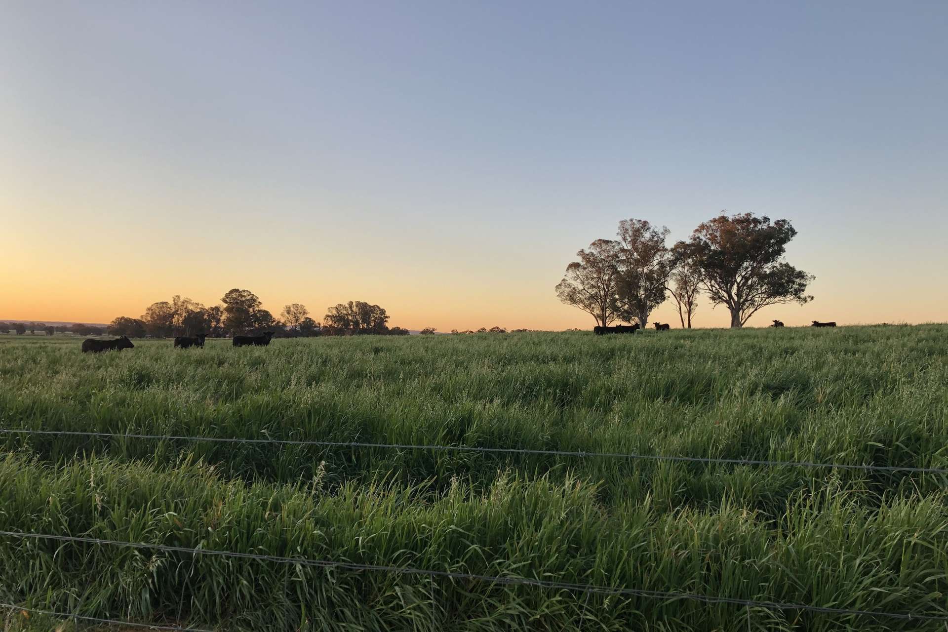 2510 Henry Lawson Drive, Gulgong For Sale by Farmbuy.com - image 13