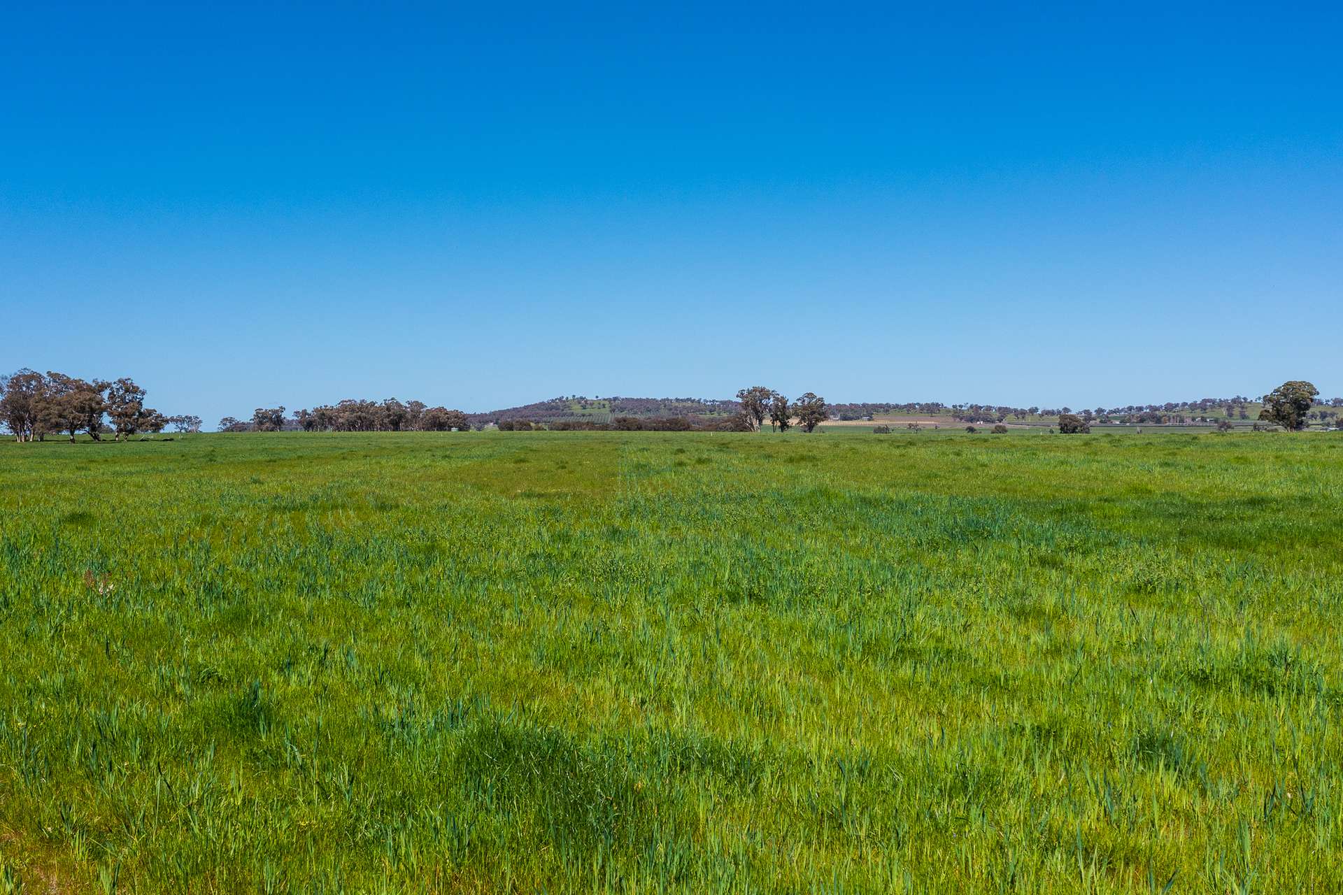 2510 Henry Lawson Drive, Gulgong For Sale by Farmbuy.com - image 5