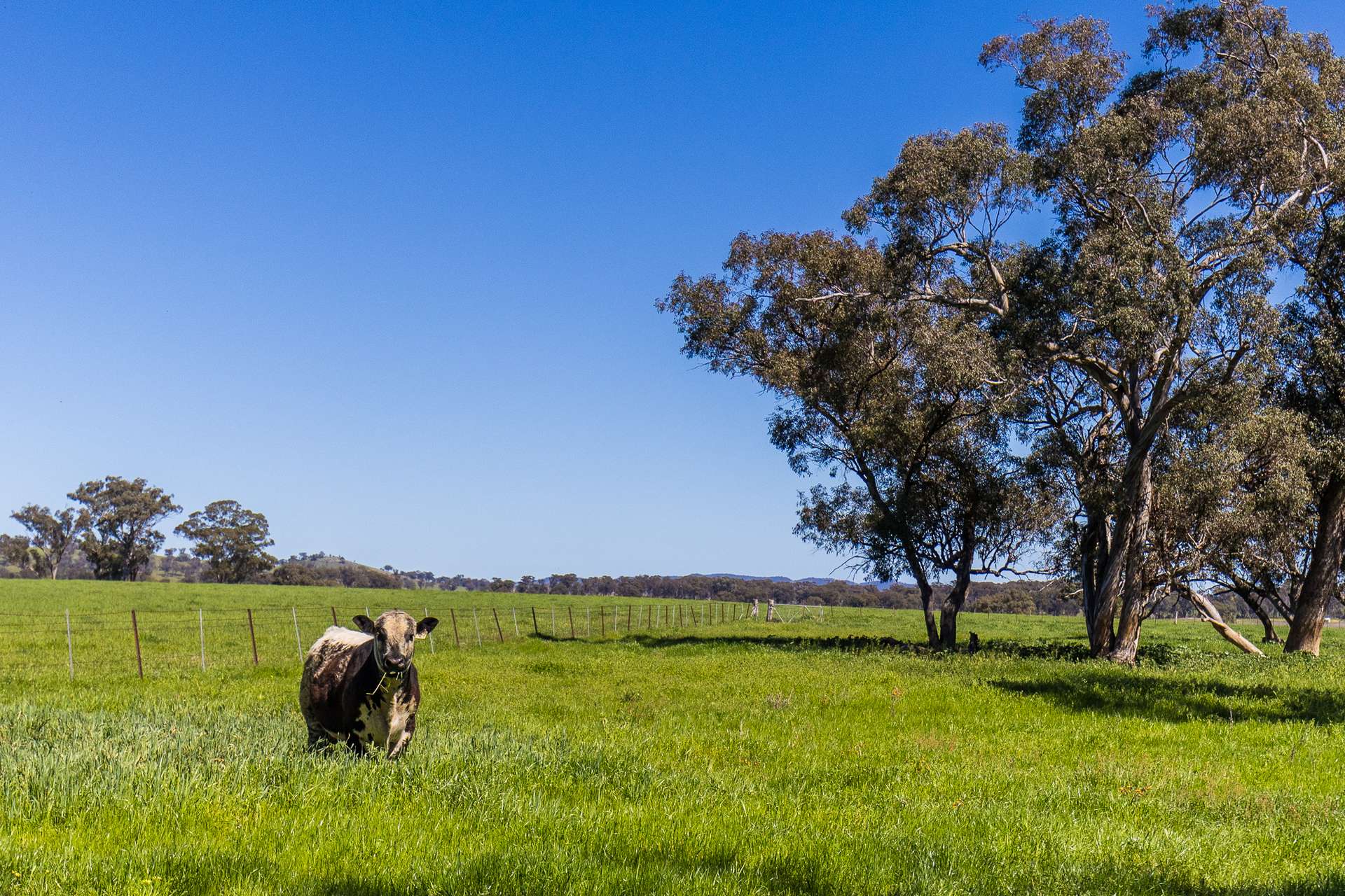 2510 Henry Lawson Drive, Gulgong For Sale by Farmbuy.com - image 2