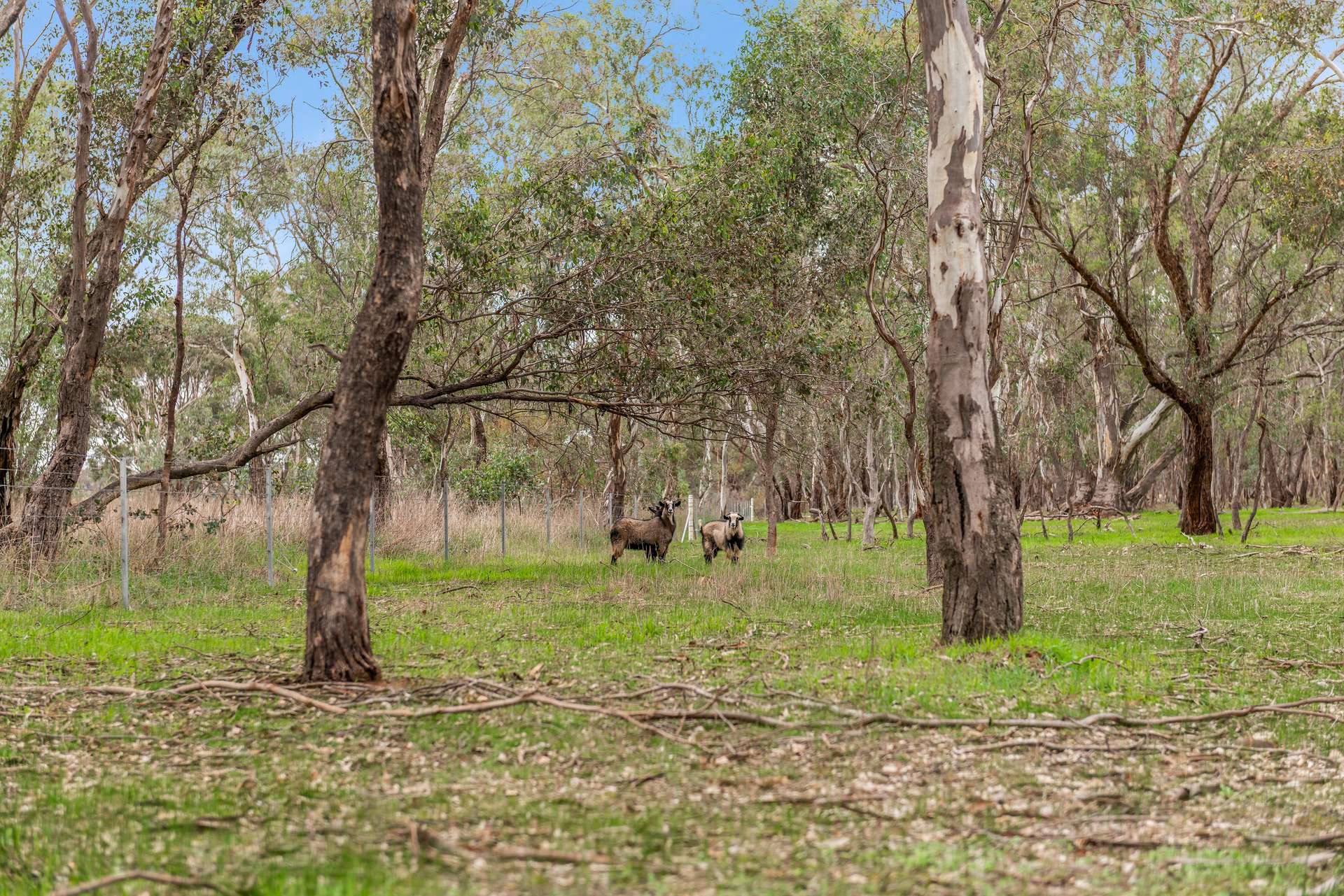 7 Derrinal Station Lane, Heathcote For Sale by Farmbuy.com - image 14