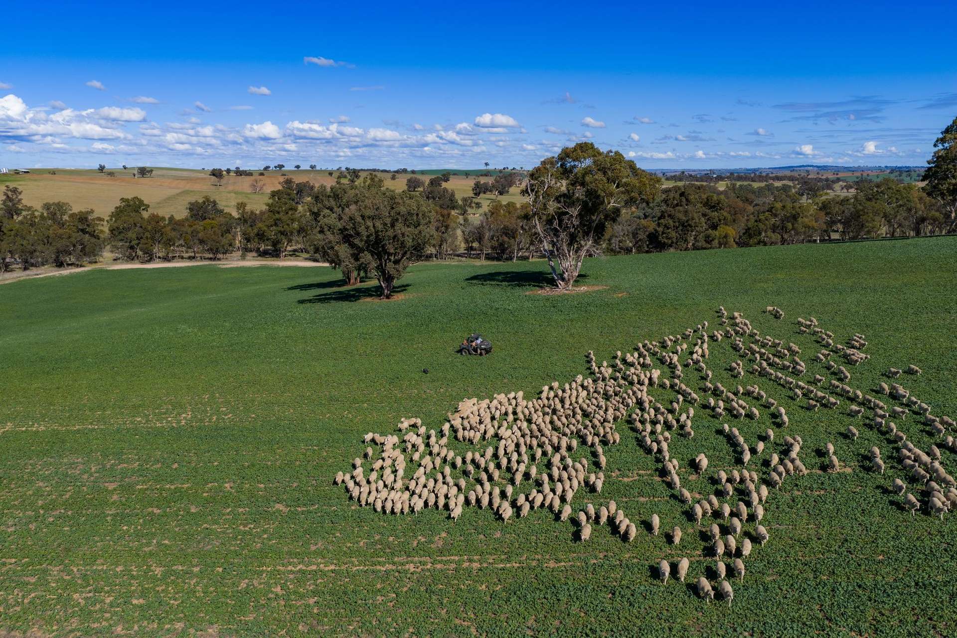 1722 Moppity Road, Young For Sale by Farmbuy.com - image 14