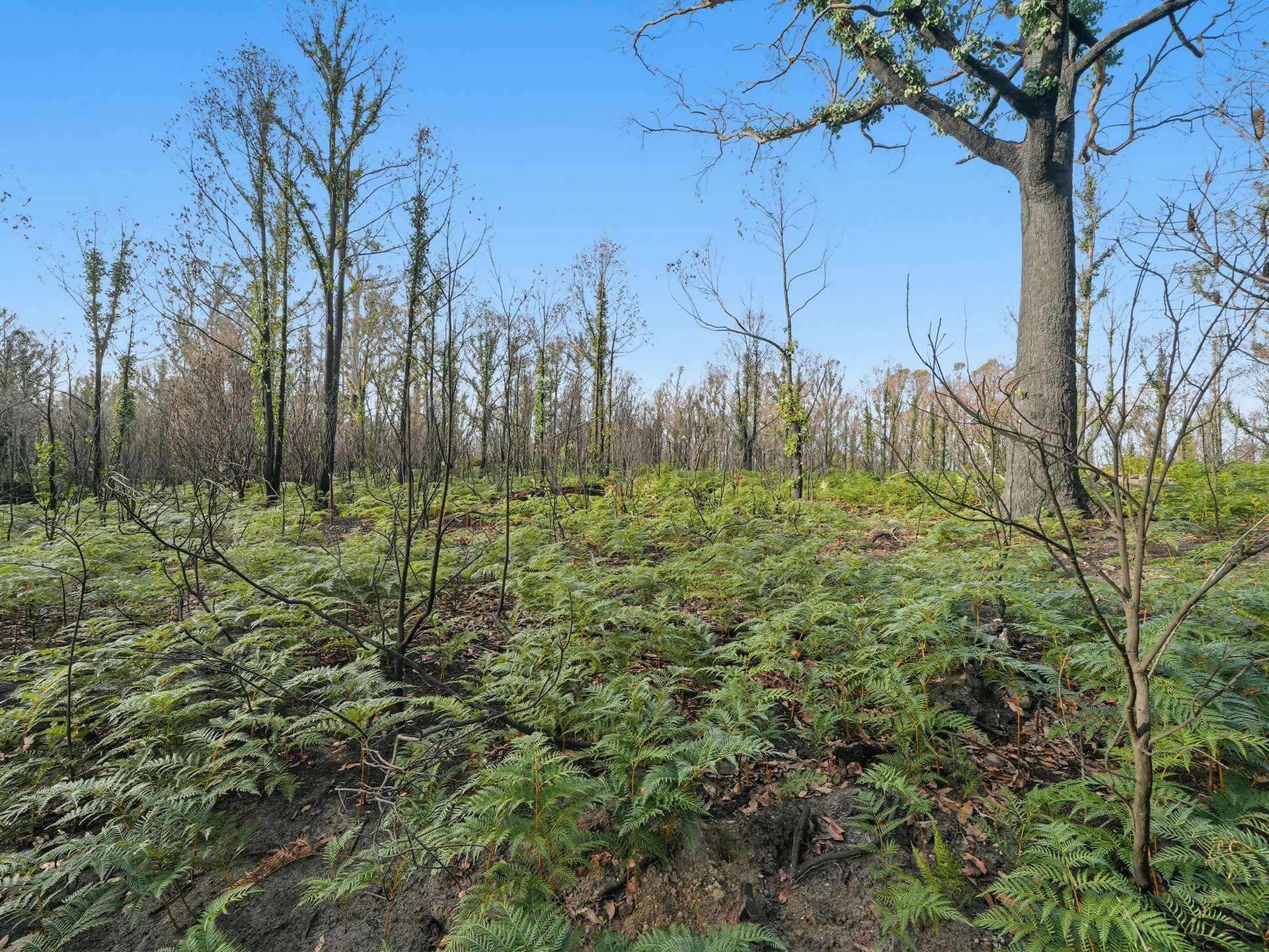 New Country Marsh Road, Levendale For Sale by Farmbuy.com - image 7