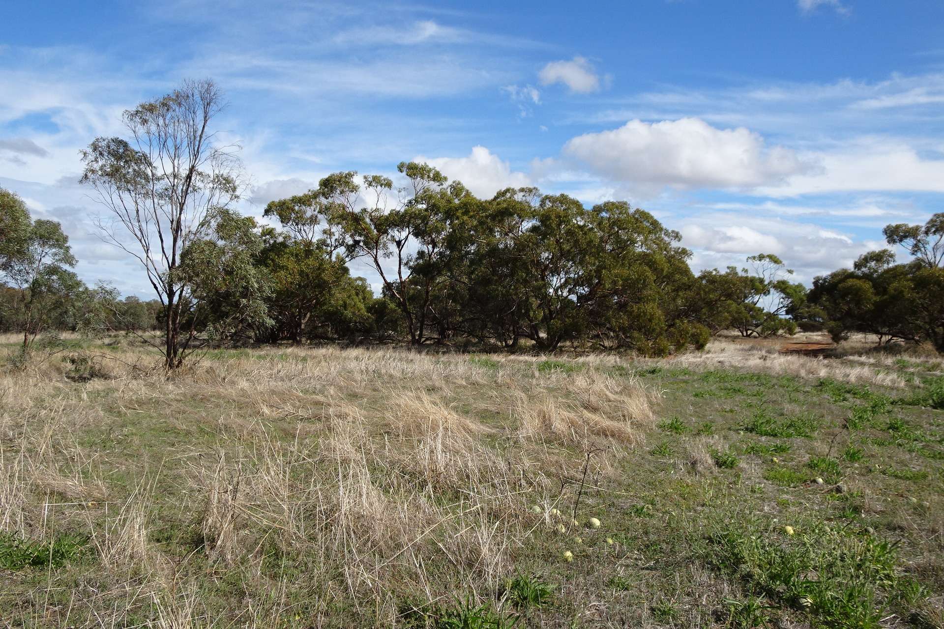 Portion Of Launer Road, Eganu For Sale by Farmbuy.com - image 30