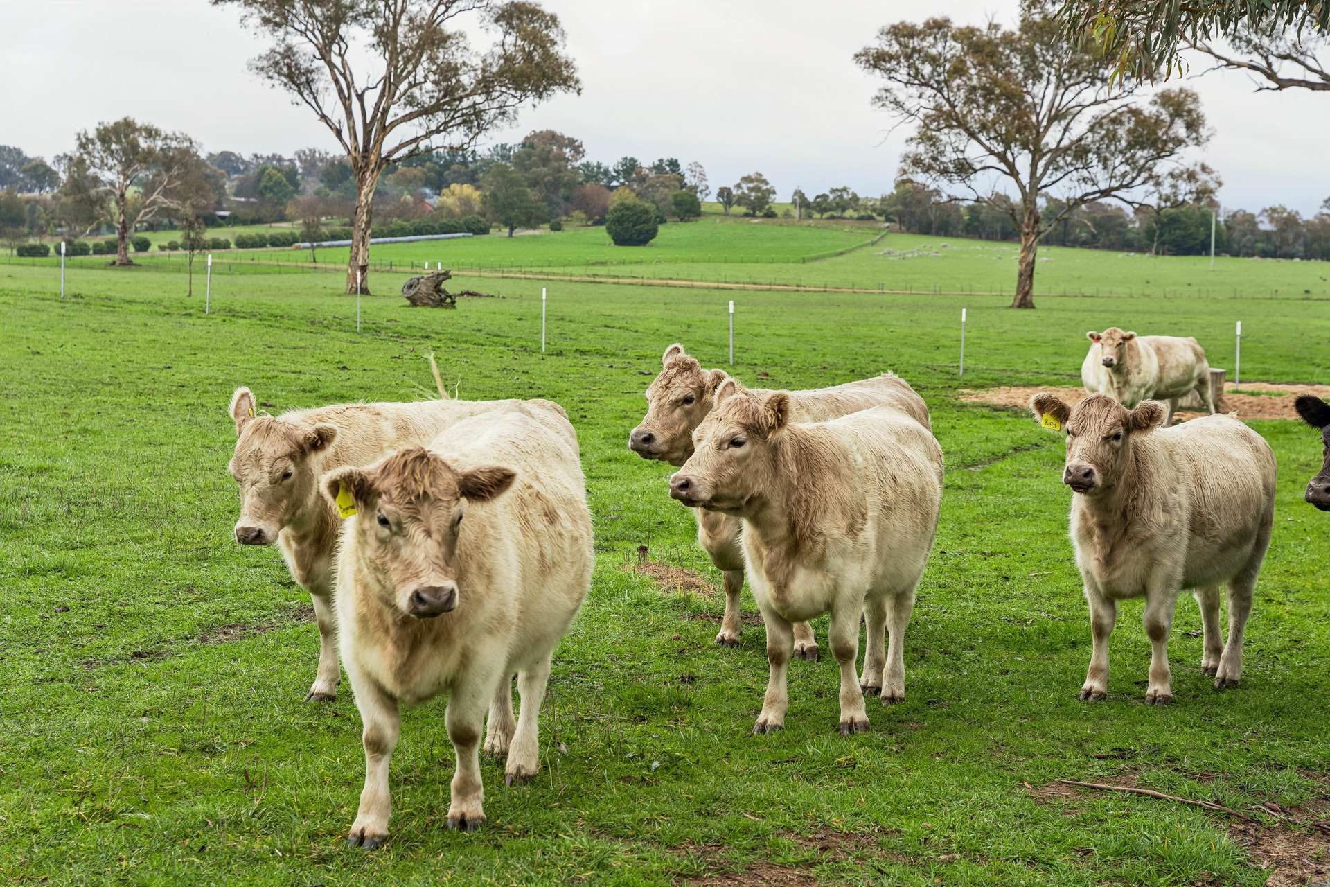 'Smithfield', 266 Gooda Creek Road, Murrumbateman Auction by Farmbuy.com - image 29