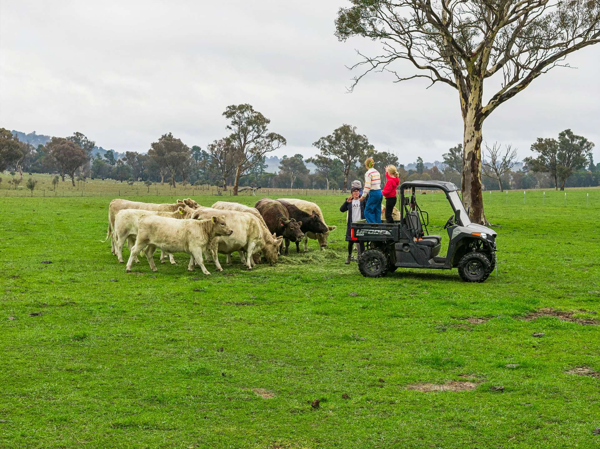 'Smithfield', 266 Gooda Creek Road, Murrumbateman Auction by Farmbuy.com - image 2