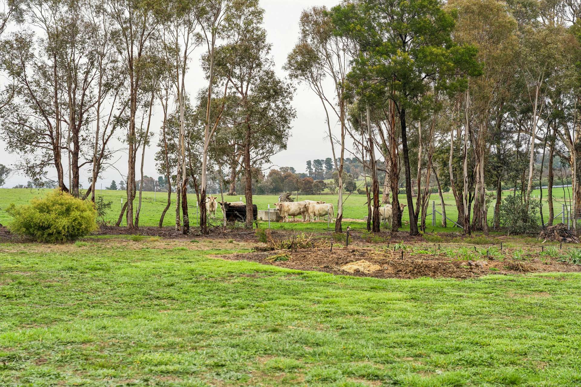 'Smithfield', 266 Gooda Creek Road, Murrumbateman Auction by Farmbuy.com - image 30